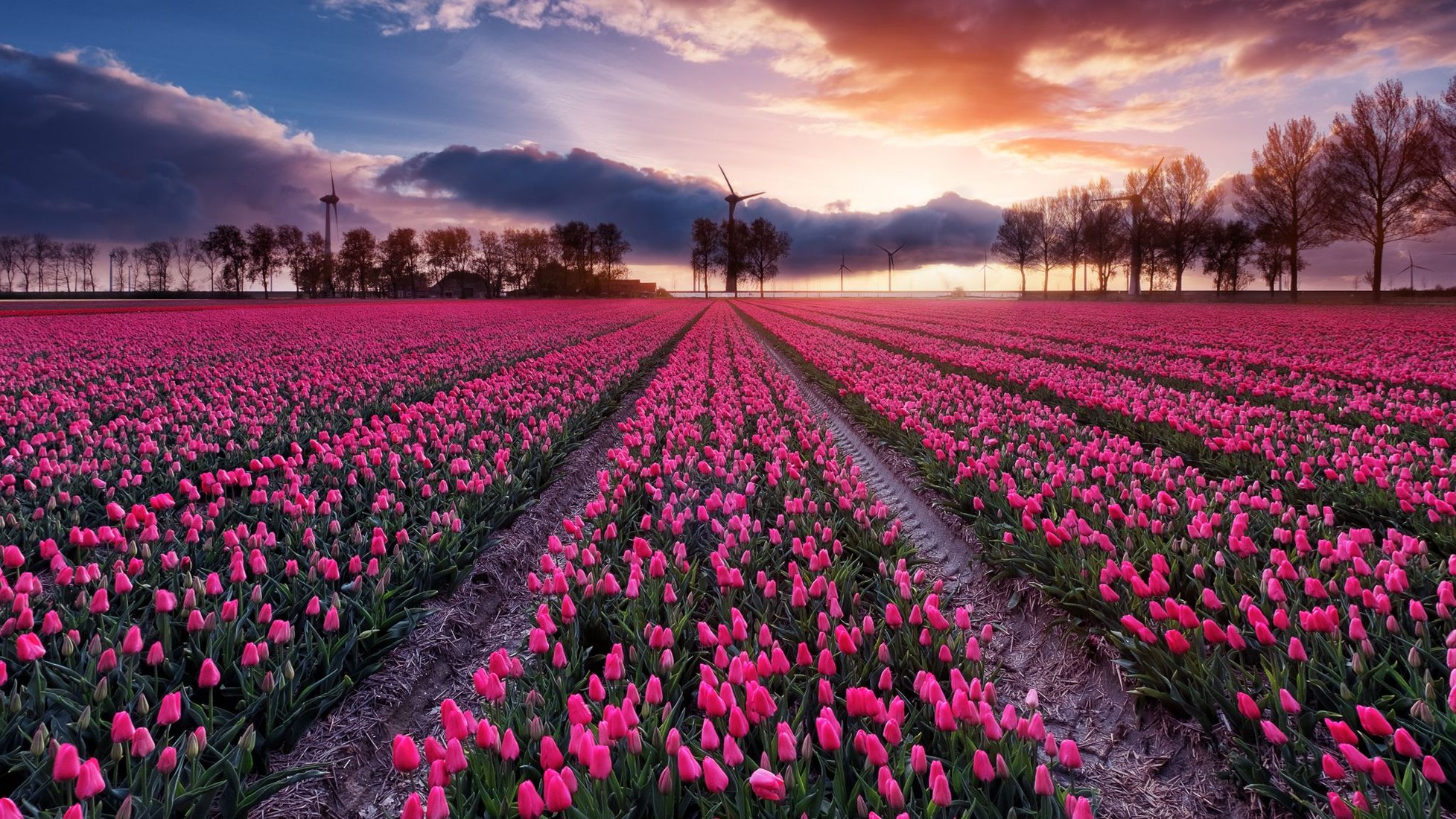 Tulip fields near Espel, Netherlands