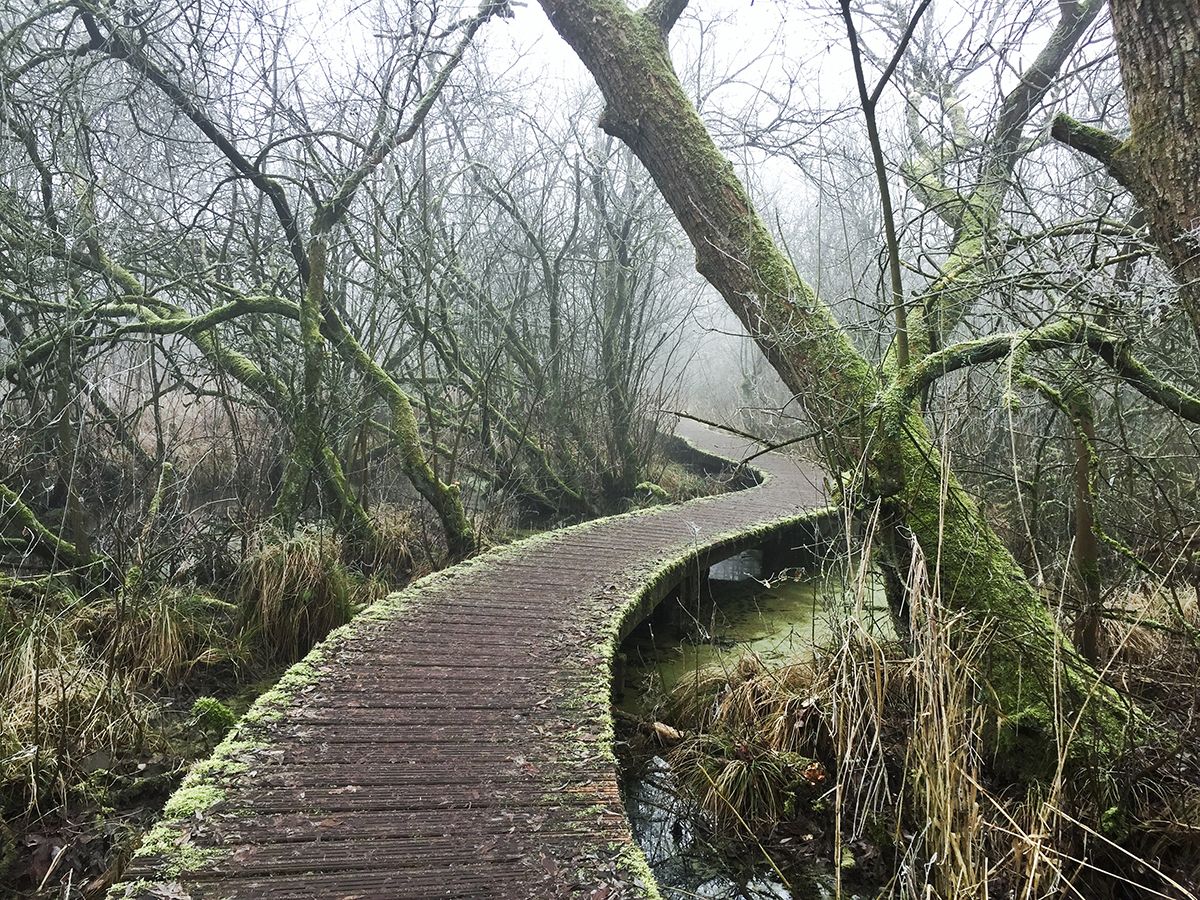 Vlindervlonder, Netherlands