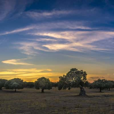 Dehesa, Spain