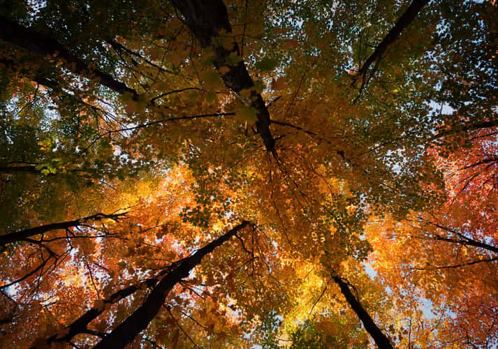 Glen Haffy conservation,