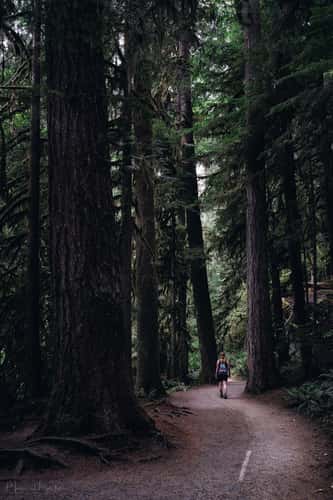 Marymere Falls Trail