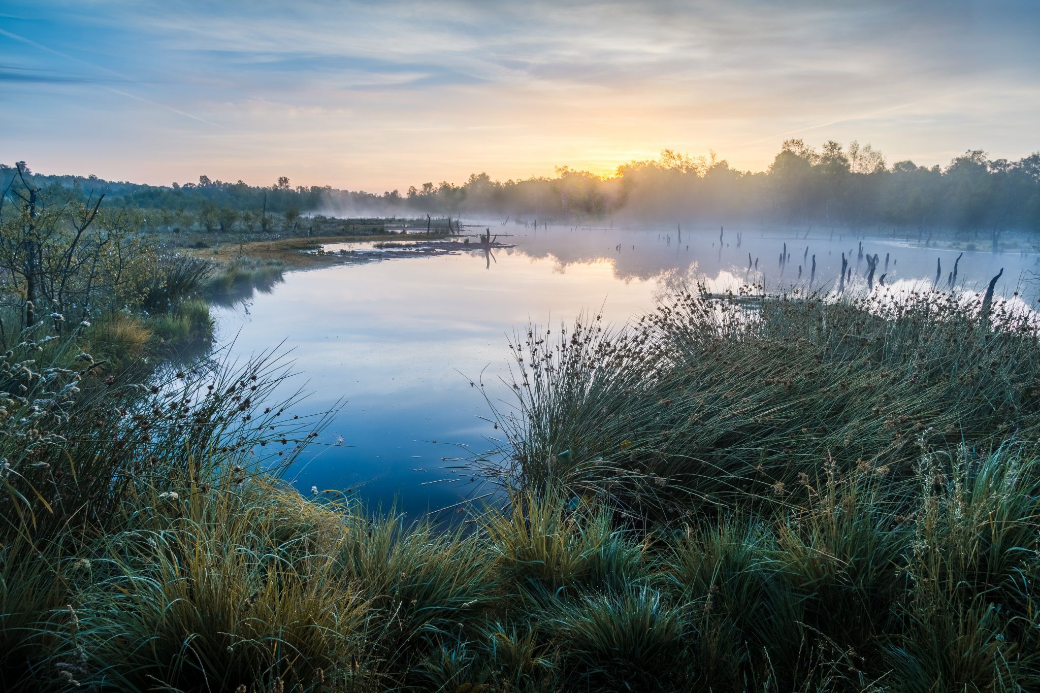 Naturschutzgebiet Wittmoor, Hamburg, Germany
