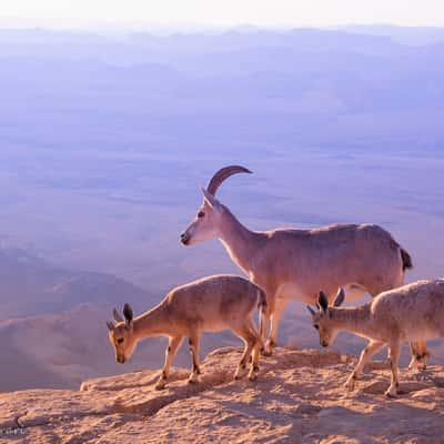 Ramon Crater, Israel, Israel