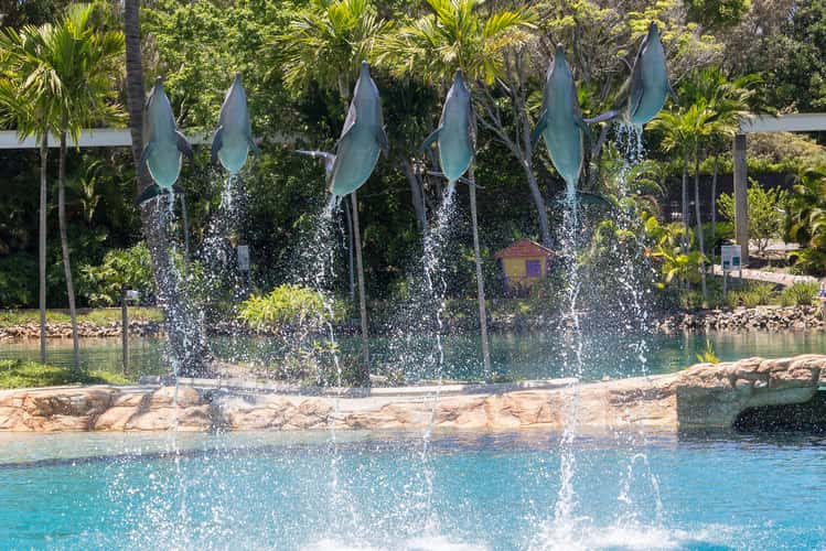 Affinity Dolphin Show - Sea World Gold Coast