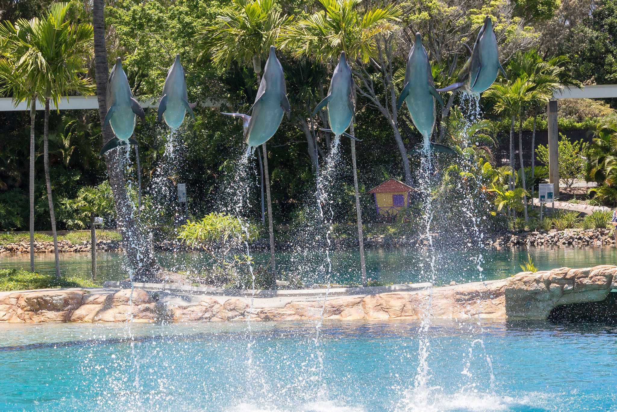 Affinity Dolphin Show - Sea World Gold Coast, Australia