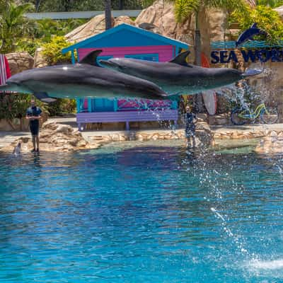 Affinity Dolphin Show - Sea World Gold Coast, Australia