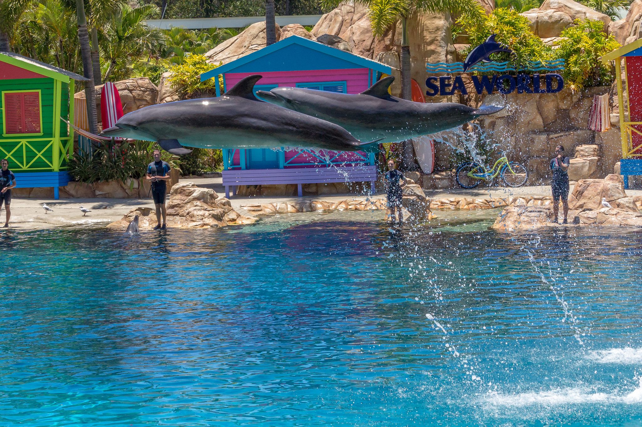 Affinity Dolphin Show - Sea World Gold Coast, Australia