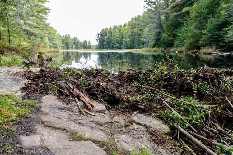 Beaverdam near Dizzy Lake
