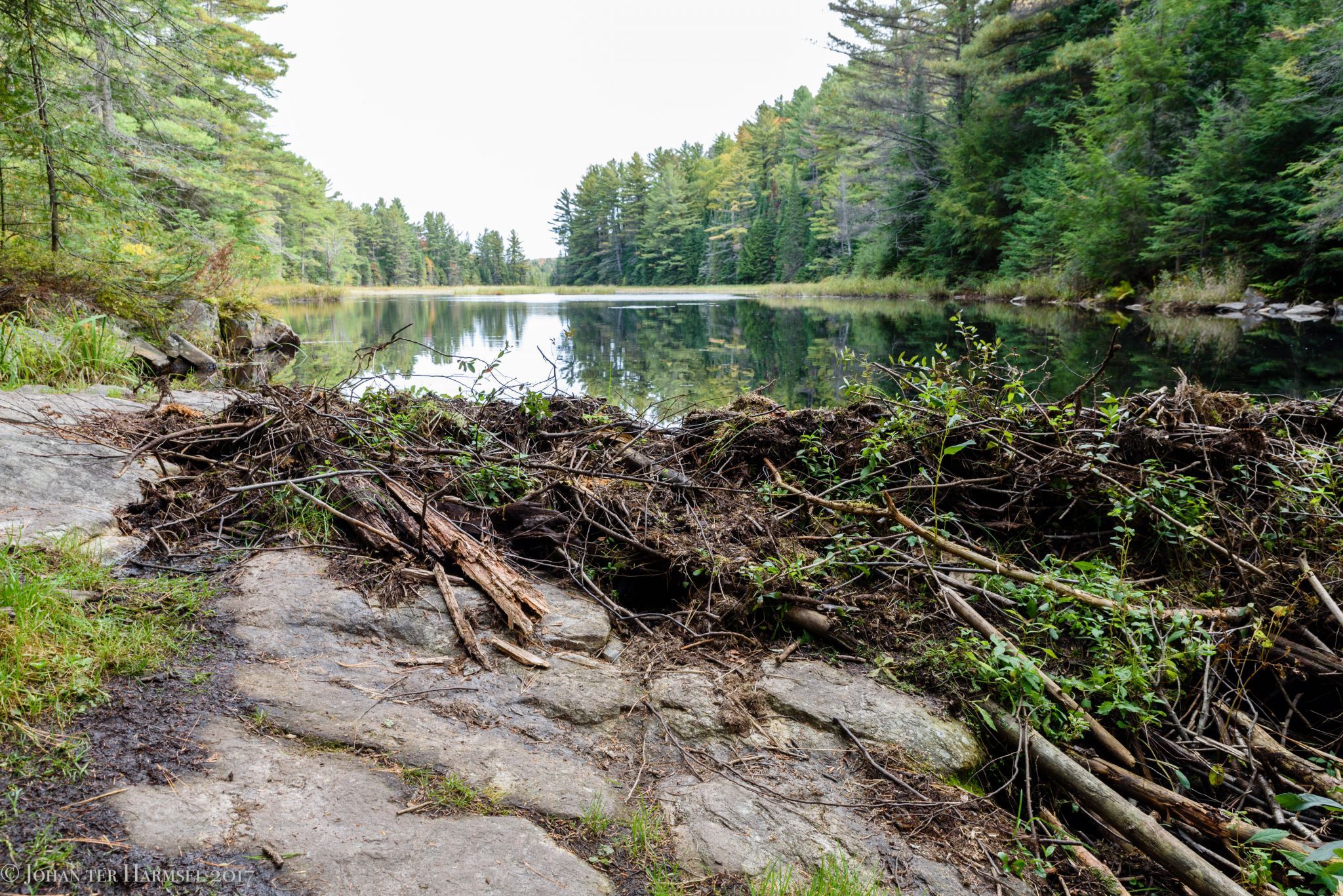 Beaverdam near Dizzy Lake, Canada