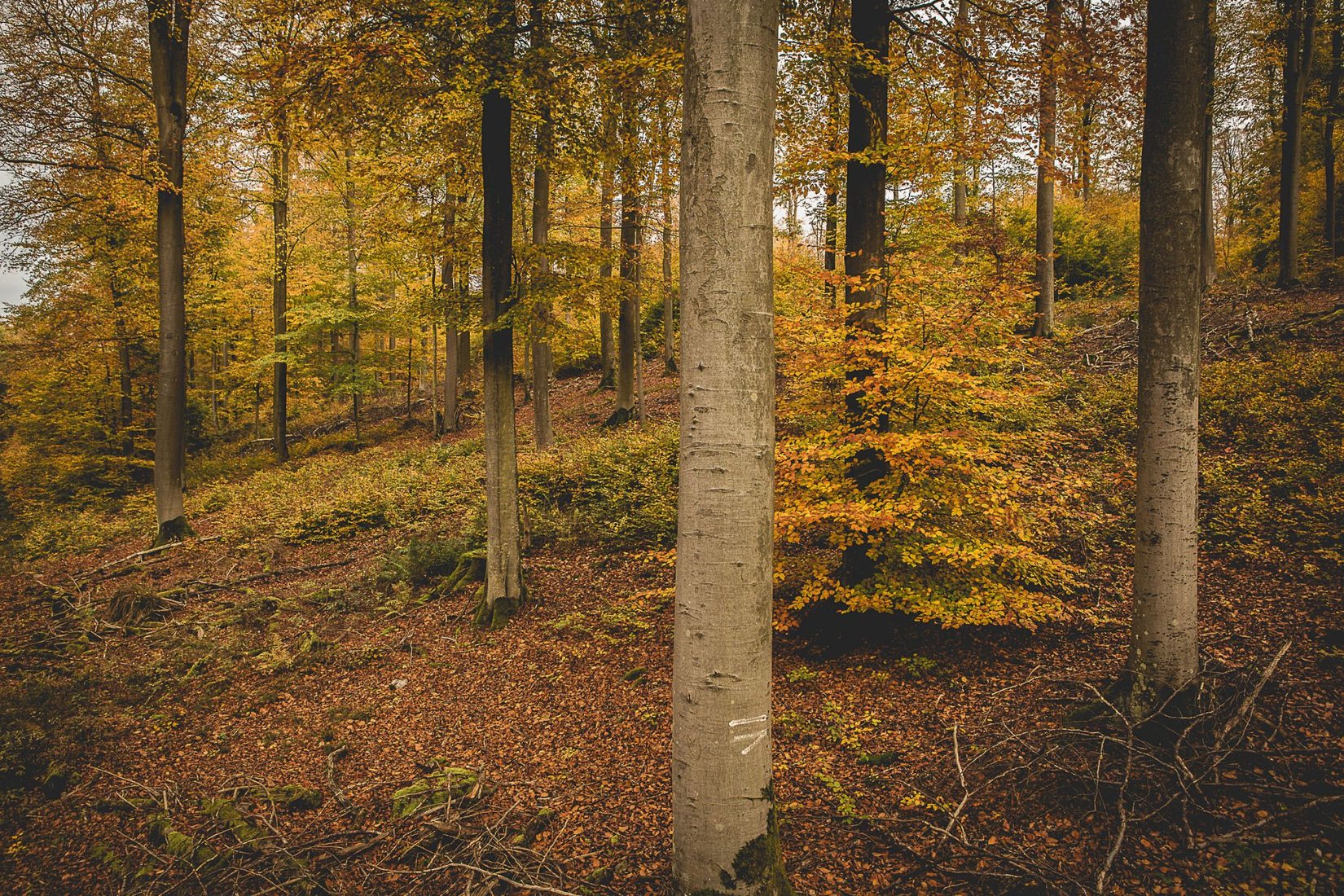 Beech Forrest, Germany