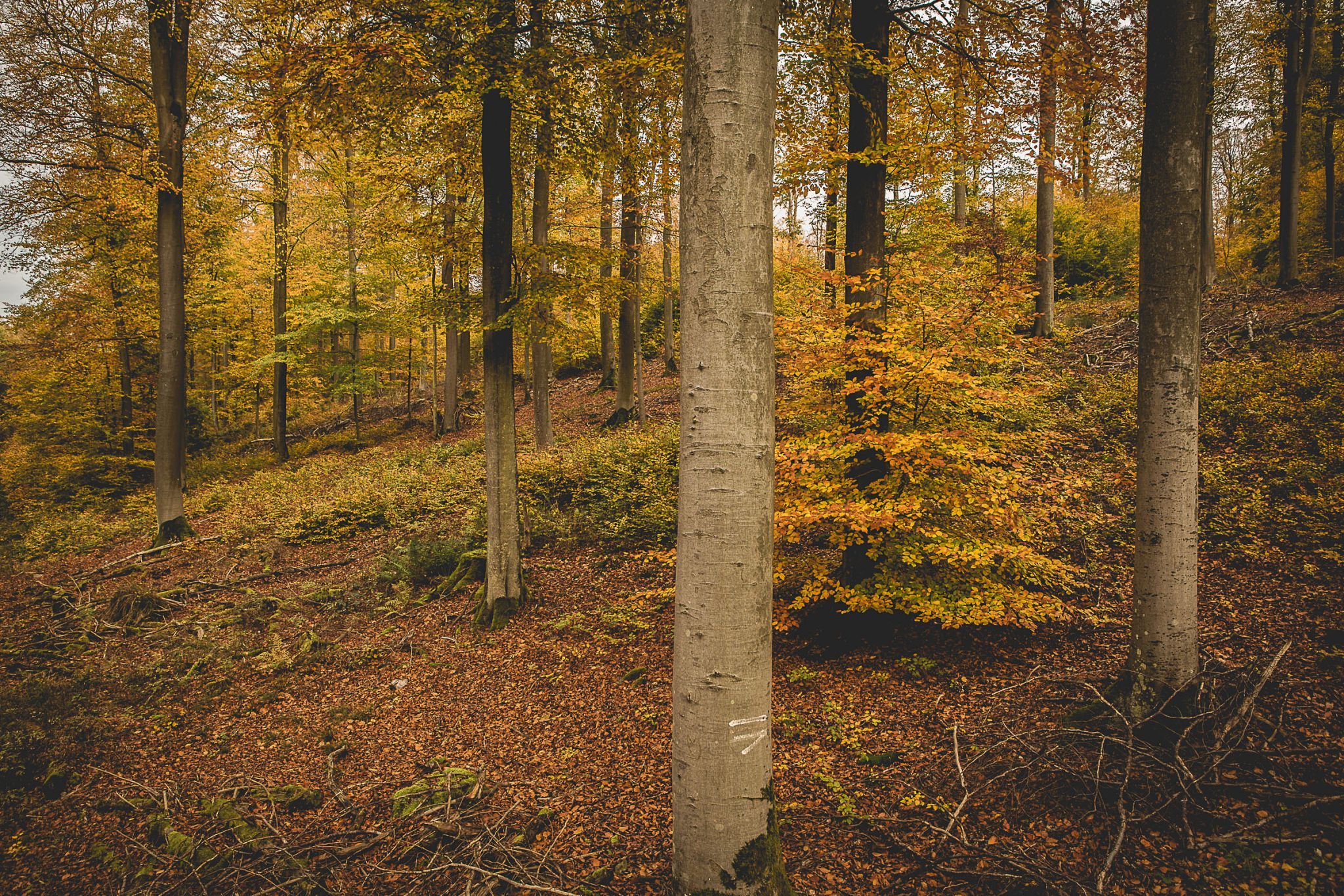 Beech Forrest, Germany