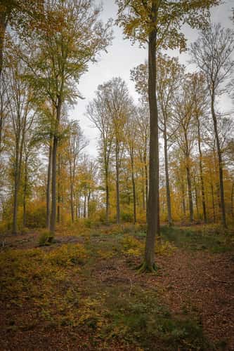 Beech Forrest