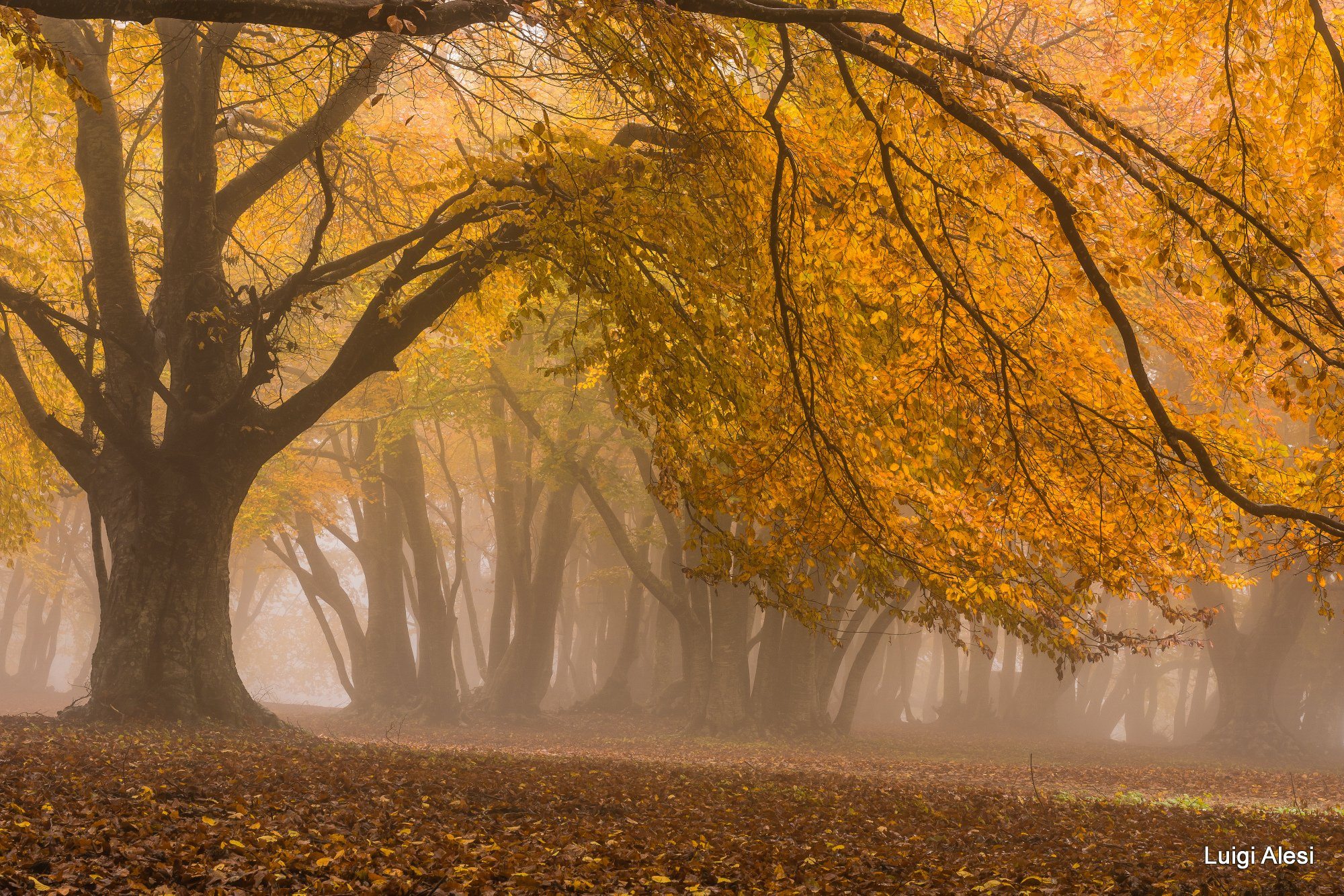 foliage - Top Spots for this Photo Theme