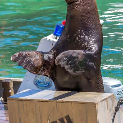 Fish Detectives - Sea World Australia, Australia