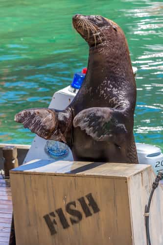 Fish Detectives - Sea World Australia