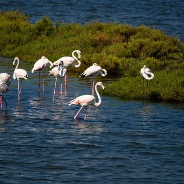 Flamingos, Italy