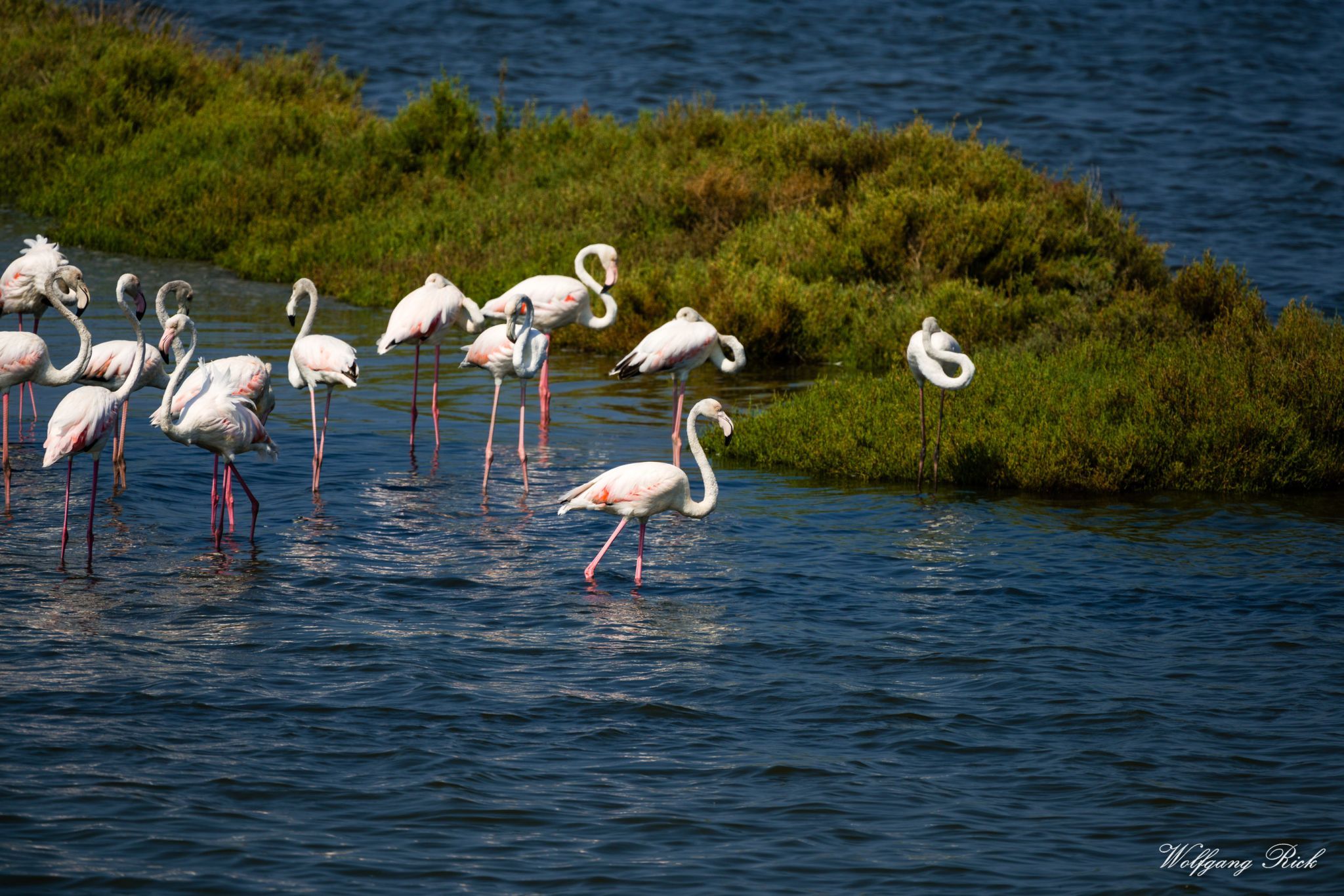 Flamingos, Italy