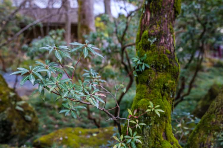 Hakone Gora Park - Japanese Gardens and Tea House
