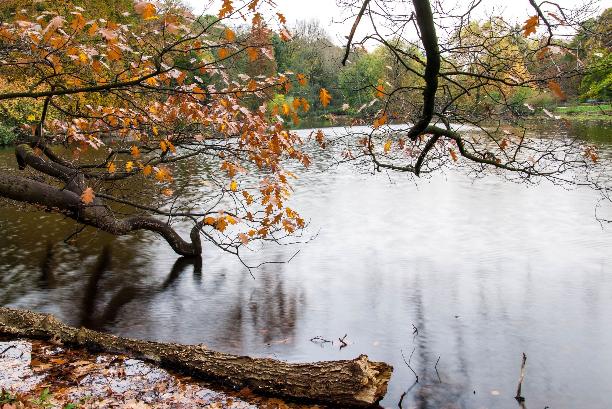 Large lake in the Rombergpark, Germany