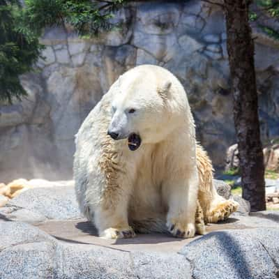 Polar Bear Shores - Sea World Australia, Australia