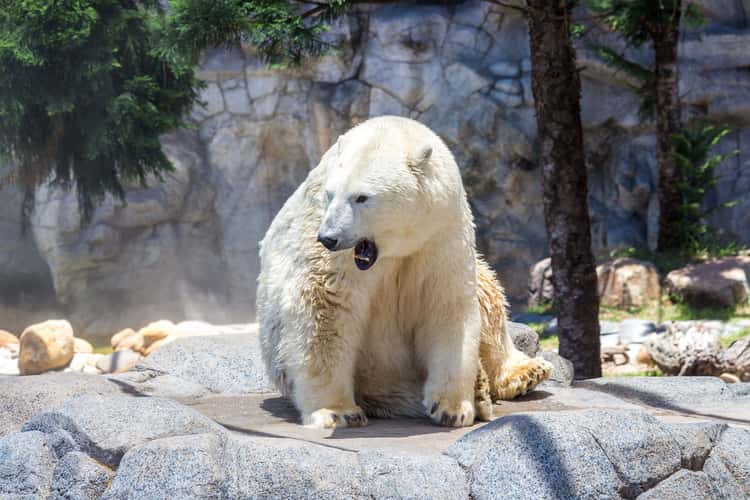Polar Bear Shores - Sea World Australia