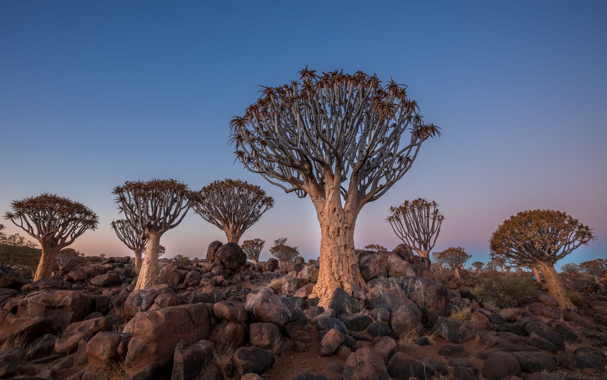 Quivertree Forest, Namibia