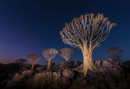 Quivertree Forest