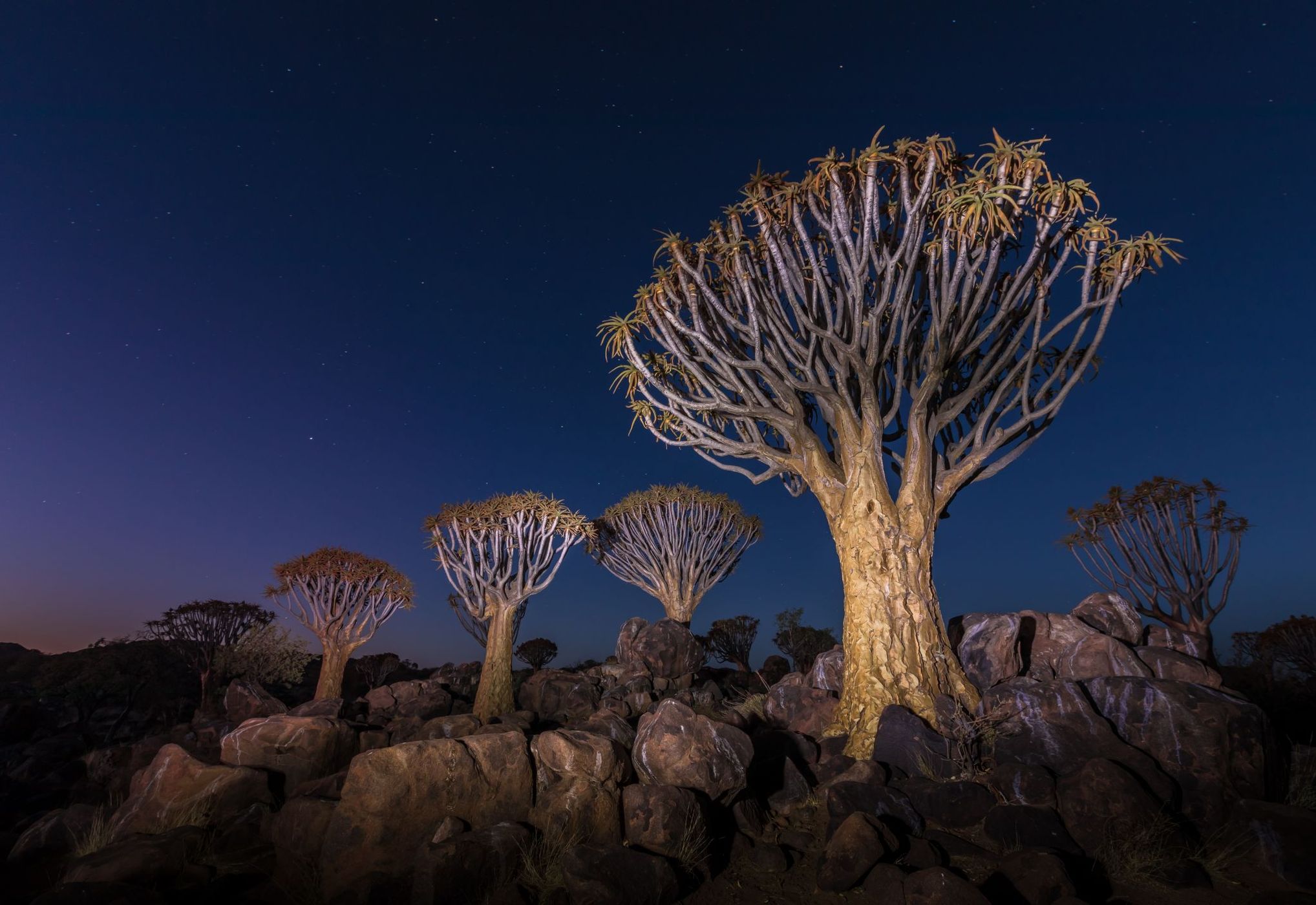 Quivertree Forest, Namibia