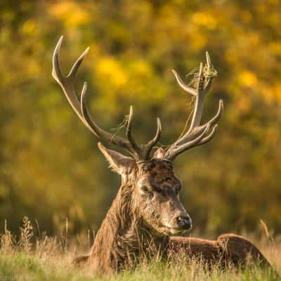 Richmond park, United Kingdom