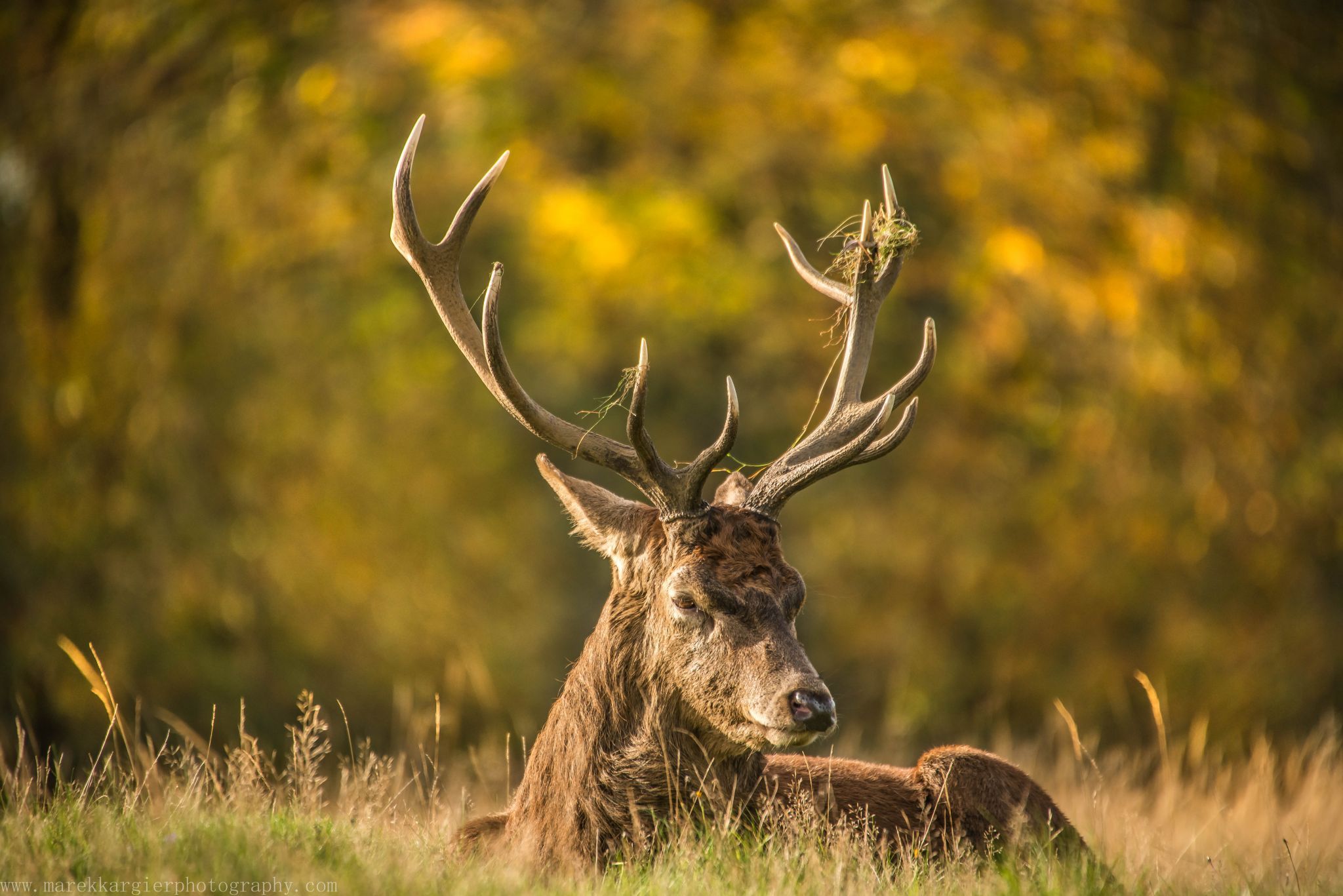 Richmond park, United Kingdom