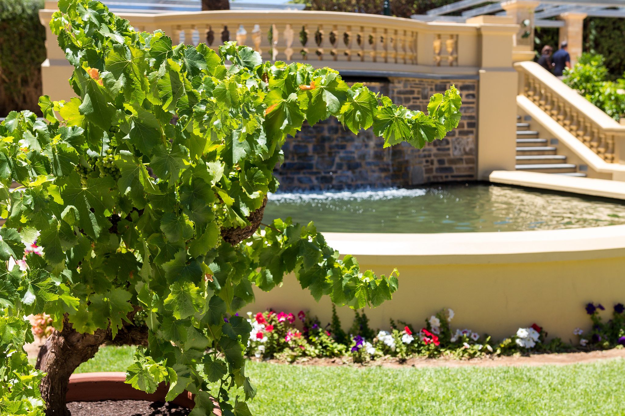 Seppeltsfield Winery, Australia
