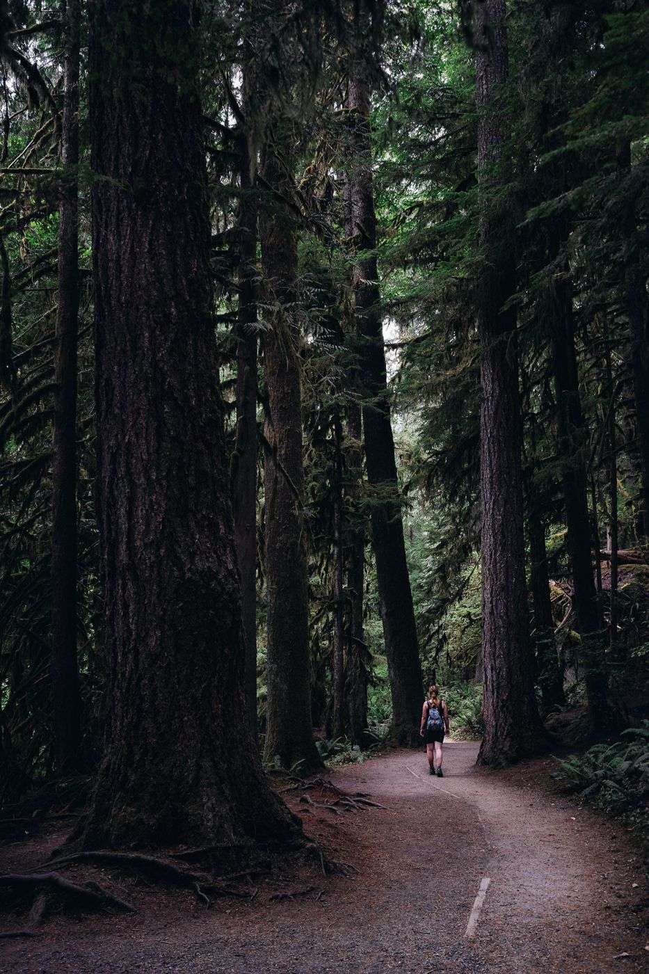 Including a person helps the viewer to put themselves into your perspective and adds a dimension to the huge trees of this forest at the Marymere Falls Trail near Seattle.