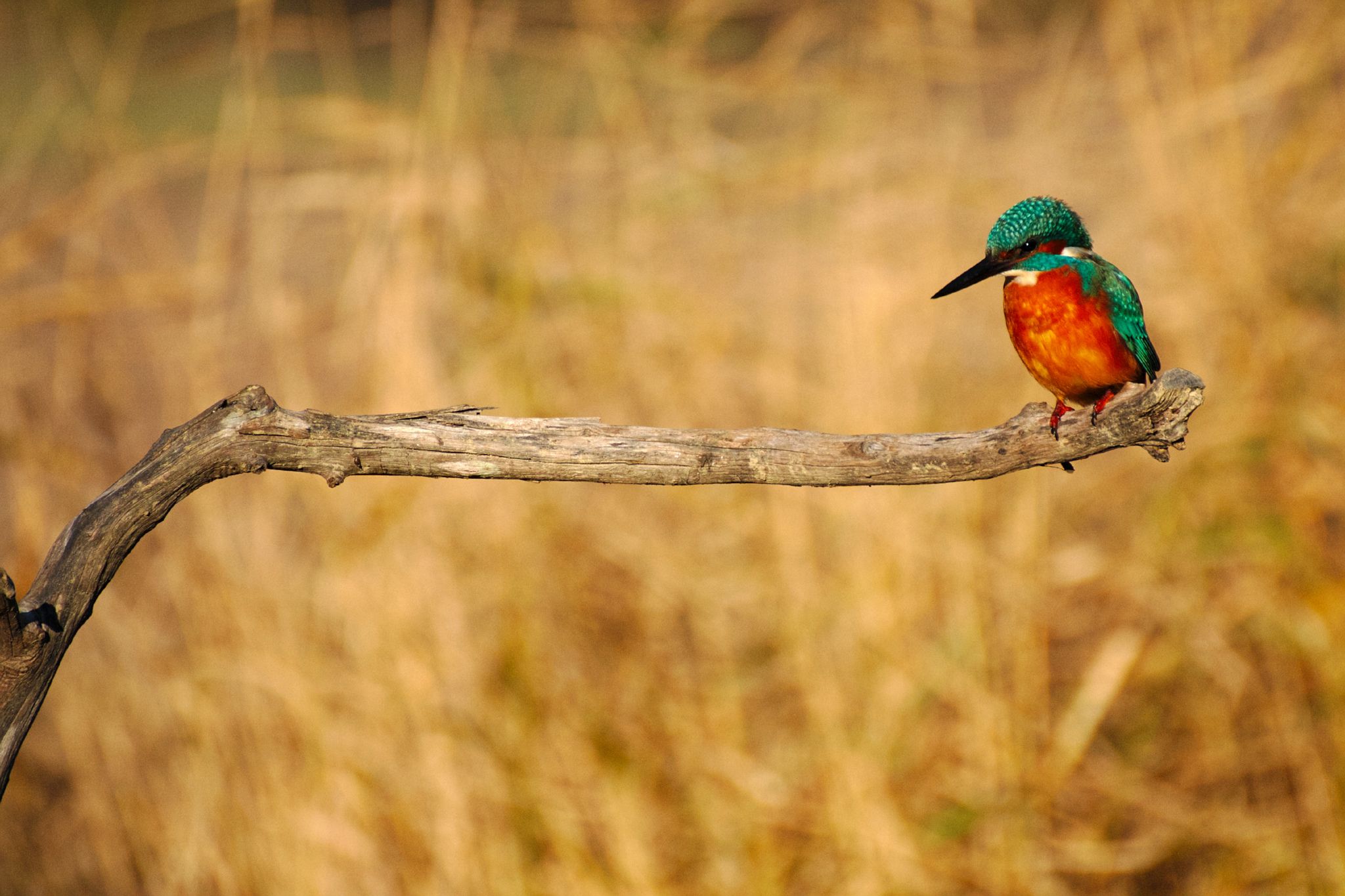 Birds domain, France, France