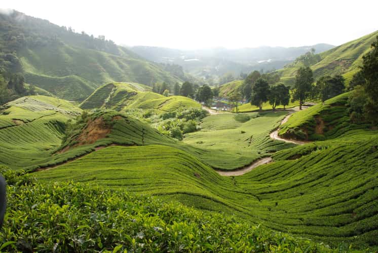 Cameron Highlands Malaysia