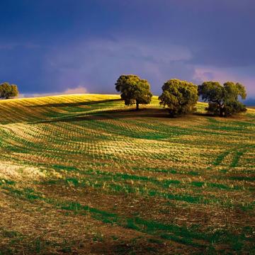 Cultivated land, Spain