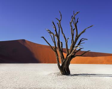 Dead Acacia Tree Deadvlei in Namib-Naukluft Park