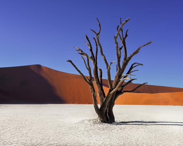 Dead Acacia Tree Deadvlei in Namib-Naukluft Park, Namibia
