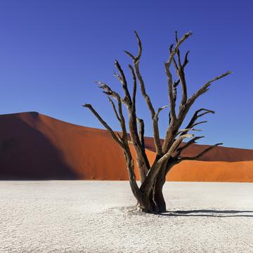 Dead Acacia Tree Deadvlei in Namib-Naukluft Park, Namibia, Namibia