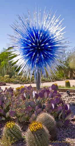 Desert  Botanical Garden - Chihuly in the Garden