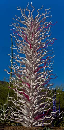 Desert  Botanical Garden - Chihuly in the Garden