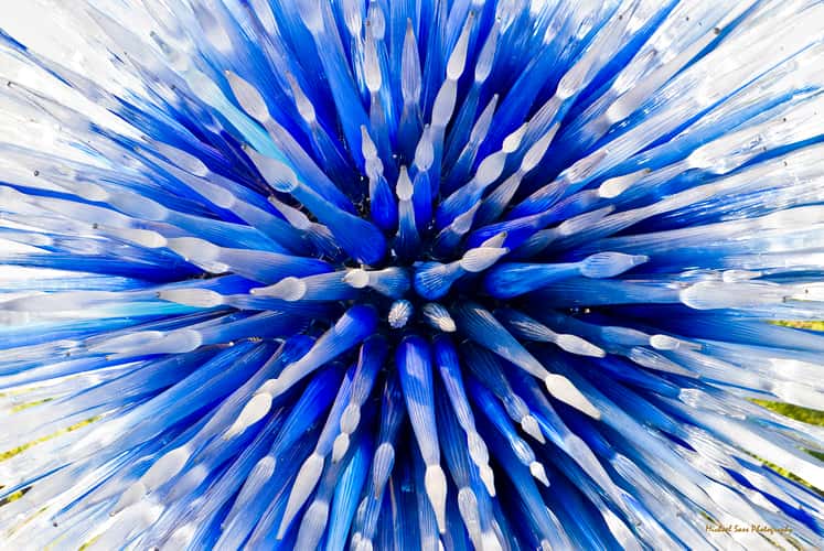 Desert  Botanical Garden - Chihuly in the Garden