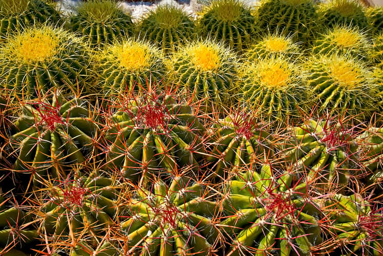 Desert  Botanical Garden - Chihuly in the Garden