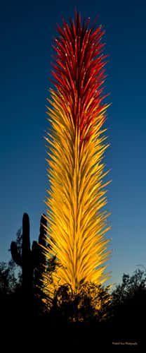 Desert  Botanical Garden - Chihuly in the Garden