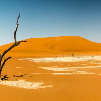 Lonely death tree, Deadvlei, Namibia