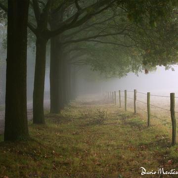 Fog in the Mastbos, Netherlands