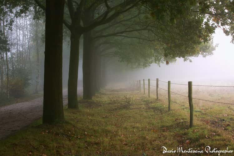 Fog in the Mastbos