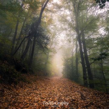 Foggy path, Spain
