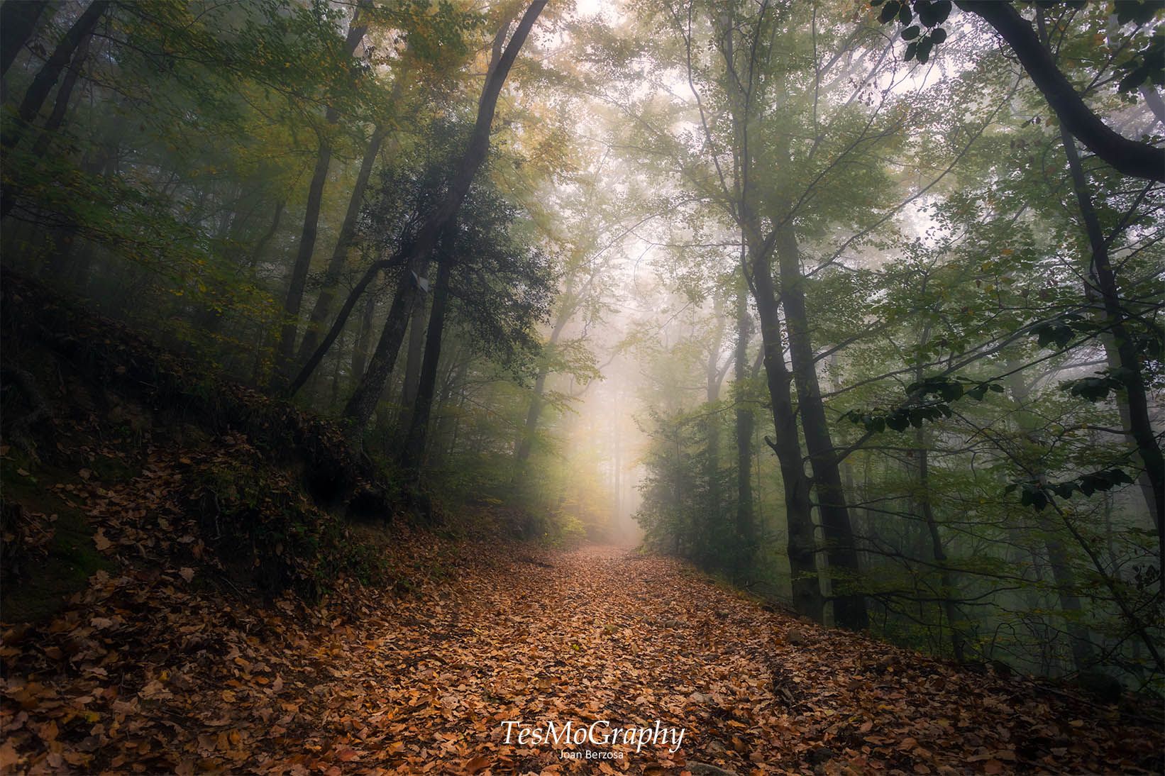 Foggy path, Spain