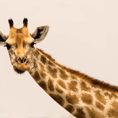 Giraffe im Ethosha Nationalpark, Namibia