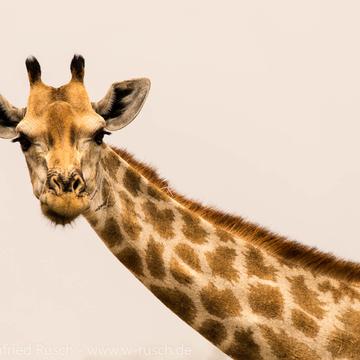 Giraffe im Ethosha Nationalpark, Namibia